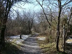 Armentia park after having snowed a little bit. La Dehesa.