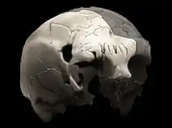 Image 31Aroeira 3 skull of 400,000 year old Homo heidelbergensis.The oldest trace of human history in Portugal. (from History of Portugal)