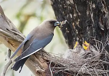 Image 20Dusky WoodswallowPhoto: JJ HarrisonA Dusky Woodswallow (Artamus cyanopterus) feeding a wasp to its chicks. The Dusky Woodswallow is found in eastern and southern Australia. It is medium sized and swallow-like, although it is not related to true swallows. It is an omnivore, with its diet consisting of insects, various forms of foliage, and nectar from flowers.More selected pictures