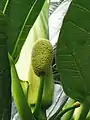 Female inflorescence