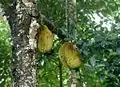 Artocarpus heterophyllus (jack fruit) at Sri Venkateswara National Park