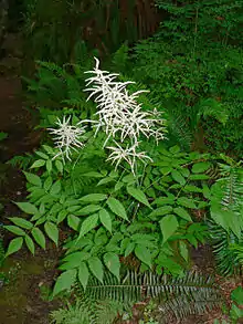 Goat's beard (Aruncus dioicus)