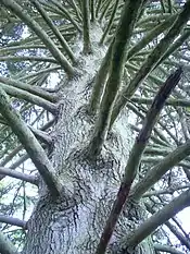 View of Asby spruce from below.