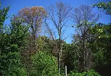 Trees dying of ash yellows phytoplasma