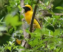 A male Asian golden weaver