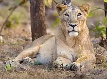 Reclining female lion looks directly toward camera