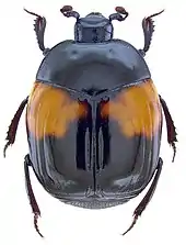 Asolenus julietteae