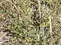 Asparagus prostratus with unripe, green berries