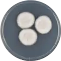 Aspergillus aureoluteus growing on CYA plate