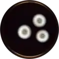 Aspergillus fructus growing on MEAOX plate