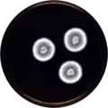 Penicillium inflatus growing on MEAOX plate