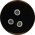 Aspergillus pachycristatus growing on MEAOX plate