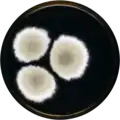 Aspergillus savannensis growing on MEAOX plate