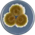 Aspergillus tamarii growing on CYA plate