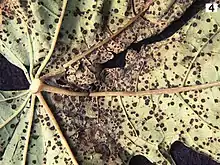 Asperisporium caricae on papaya leaf