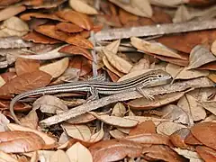 Prairie racerunner