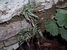 3 small clumps of fern leaves growing from a horizontal rock