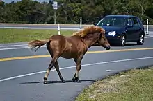 Image 7A feral Chincoteague Pony on Assateague Island on Maryland's Atlantic coastal islands (from Maryland)