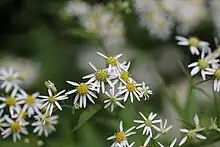 Aster umbellatus Miller. ― Umbellate aster.