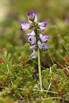 Astragalus alpinus