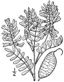 botanical illustration