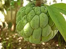 A sugar apple in Goiânia, Brazil