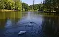 Swans in the larger pond.