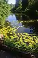 Pond lilies.