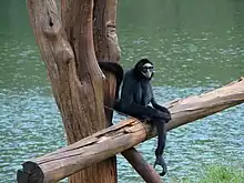 Black monkey