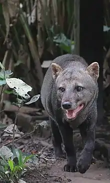 Black small-eared canine