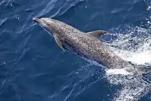 Atlantic spotted dolphin