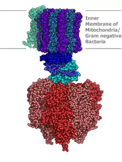 ATP Synthase