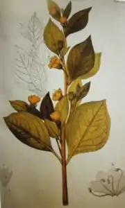 Botanical illustration of Atropa baetica, Andalusian belladonna