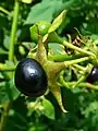 Atropa belladonna ripe berry in close-up