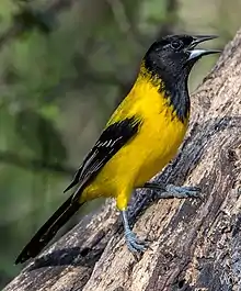 Audubon's oriole (Icterus graduacauda), Starr Co. Texas (1 Feb 2014).