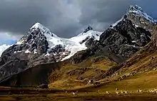 Image 5Herds of alpacas near Ausangate mountain (from Andes)