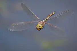 Image 28The Odonata (dragonflies and damselflies) have direct flight musculature, as do mayflies. (from Insect flight)