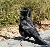 a black bird in calling and looking upwards