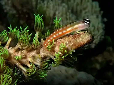 Australian blenny