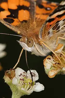 Australian painted lady feeding