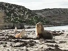 Australian sea lions are common on islands of the Archipelago