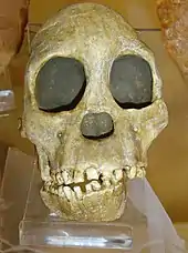 Image 6Fossil of the Taung child discovered in South Africa in 1924 (from History of paleontology)