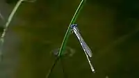 Male