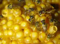 Clustered brood comb of A. cincta. The queen is in the top right corner surrounded by workers