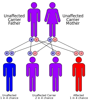 There are five typical autosomal recessive disorders in which ataxia is a prominent feature