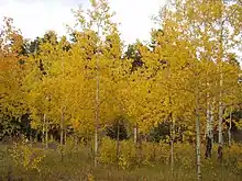 Image 18Autumn in the Bighorn Mountains (from Wyoming)