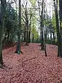 Autumn near White Hough