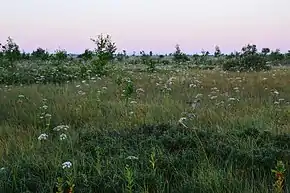 Image 27Avaste Fen, Estonia. Sedges dominate the landscape, woody shrubs and trees are sparse. (from Fen)