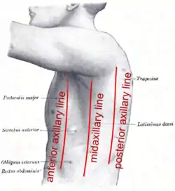 The left side of the thorax with lines labeled