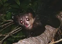 Aye-aye